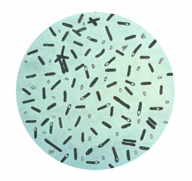 Бактерия Clostridium botulinum